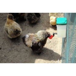 MS Napáječka s mističkou a nádobou 500 ml