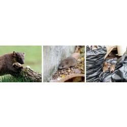 Ultrazvukový plašič do auta na kuny, myši a potkany VIANO OS-2 - napájení z autobaterie