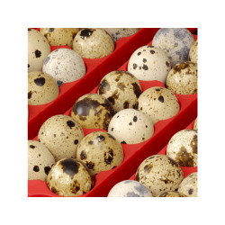 Líheň na vejce RIVER SYSTEMS ET 12 - s dolíhní drůbeže