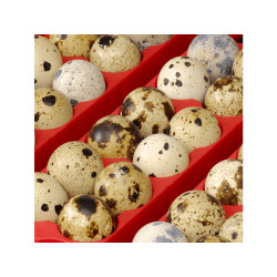 Líheň na vejce RIVER SYSTEMS ET 24 - s dolíhní drůbeže