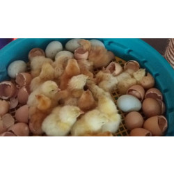 Automatická líheň na vejce PUISOR IO-104A AUTOMATIC