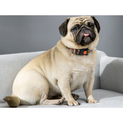 Pohovka pro psy PAWHUT D04-149, světle šedá, 82x54x36 cm