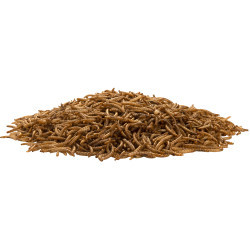 Moučný červ 3l (460g)