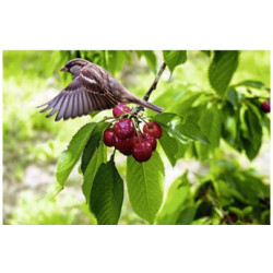 Gardigo Solar Vogelscheuche Feindgeräusch plašič ptáků 3025564