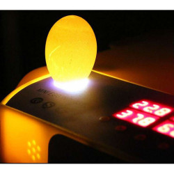 Automatická líheň WQ-60 pro 60 vajec s regulací NOVÝ MODEL