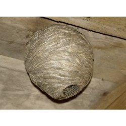 Gardigo - umělé vosí hnízdo - odpuzuje vosy