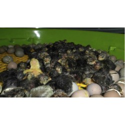 Líheň na vejce PUISOR IO-103TH