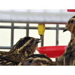 Klec pro křepelky CIMUKA BYK MIDI