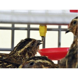 Klec pro křepelky CIMUKA BYK-03-1K