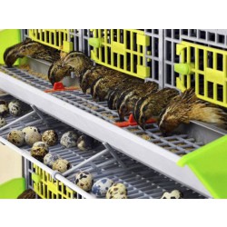 Klec pro křepelky CIMUKA BYK-03-1K