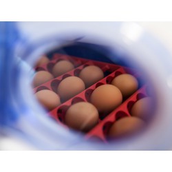 Automatická líheň na vejce BOROTTO REAL 24 AUTOMATIC
