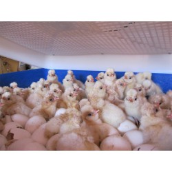 Automatická líheň na vejce BOROTTO REAL 49 AUTOMATIC