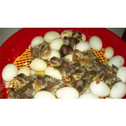 Automatická líheň na vejce PUISOR IO-104 AUTOMATIC