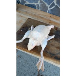 Bubnová škubačka drůbeže na slepice, husy, kachny, krůty CIMUKA YL-PL03-G