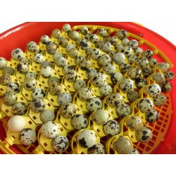 Lisky na křepelčí vejce do otočného roštu pro líhně PUISOR 1.0.ALP