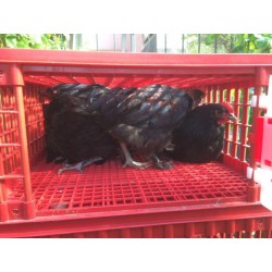 Přepravní box na živou drůbež CRATE MOD B2 - 95,5x57x32,5cm