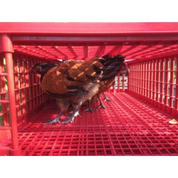 Přepravní box na živou drůbež CRATE MOD B2 - 95,5x57x32,5cm