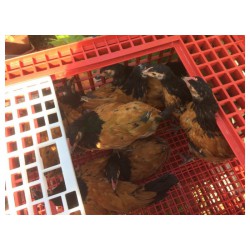 Přepravní box na živou drůbež CRATE MOD B2 - 95,5x57x32,5cm