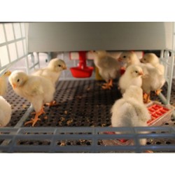 Přídavná odchovna drůbeže CIMUKA CB25-03-TA