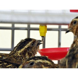 Klec pro křepelky CIMUKA BYK-03-2K