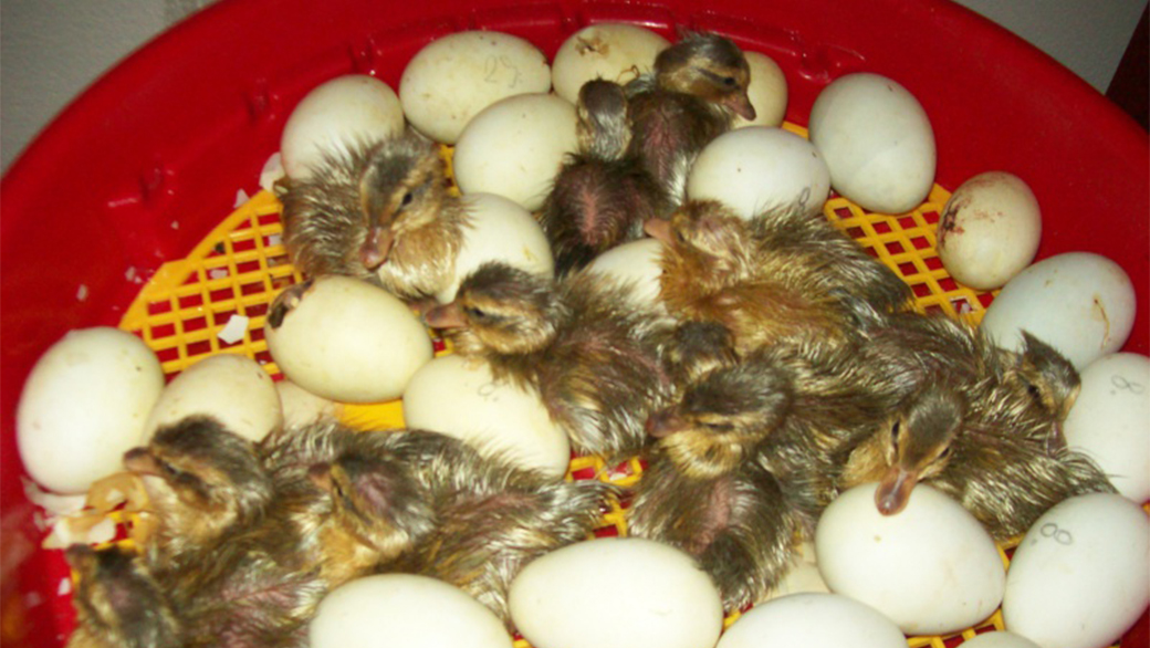 inkubace_u_lihne_PUISOR