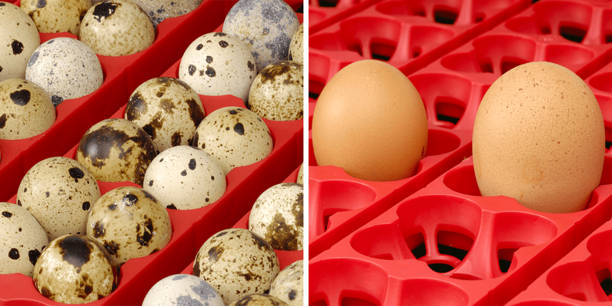 lihen-na-vejce-river-systems-et-24-automatic-s-dolihni-drubeze_3