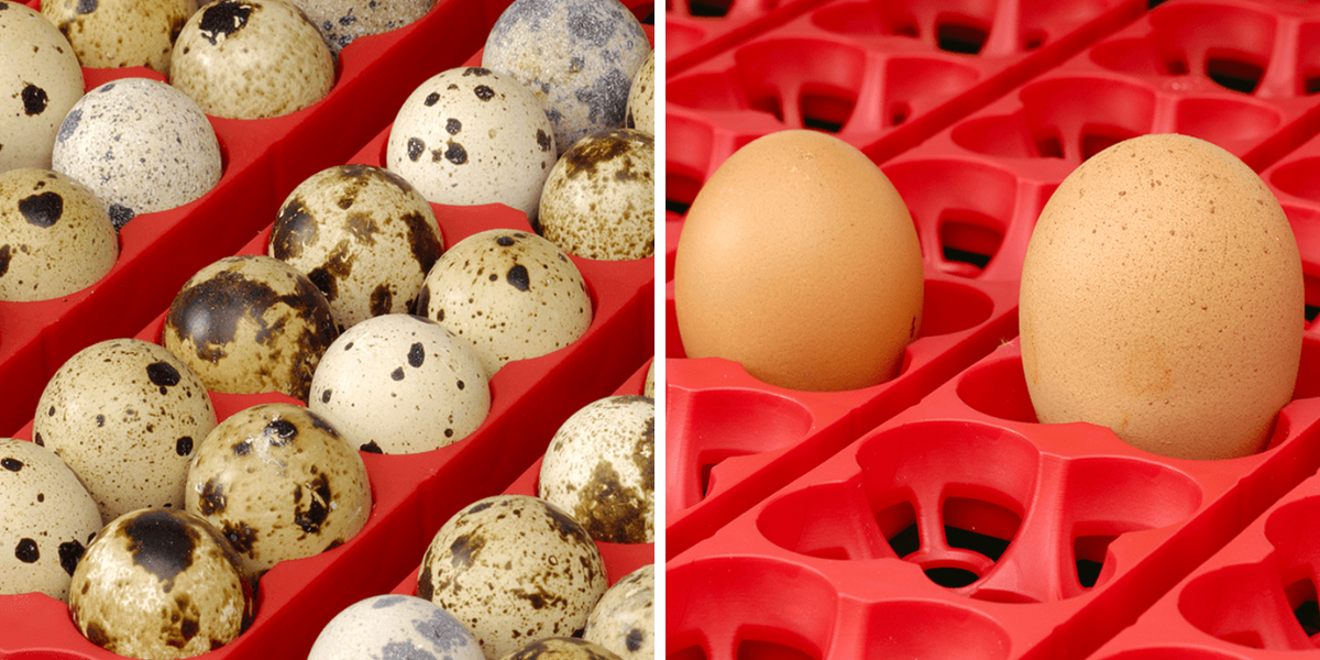 lihen-na-vejce-river-systems-et-49-s-dolihni-drubeze_3