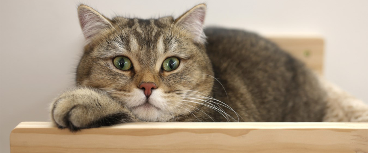 nastenna-odpocivadlo-pro-kocky-kerbl-80917-timber-38x33-5x16cm-prirodni-taupe-nahled