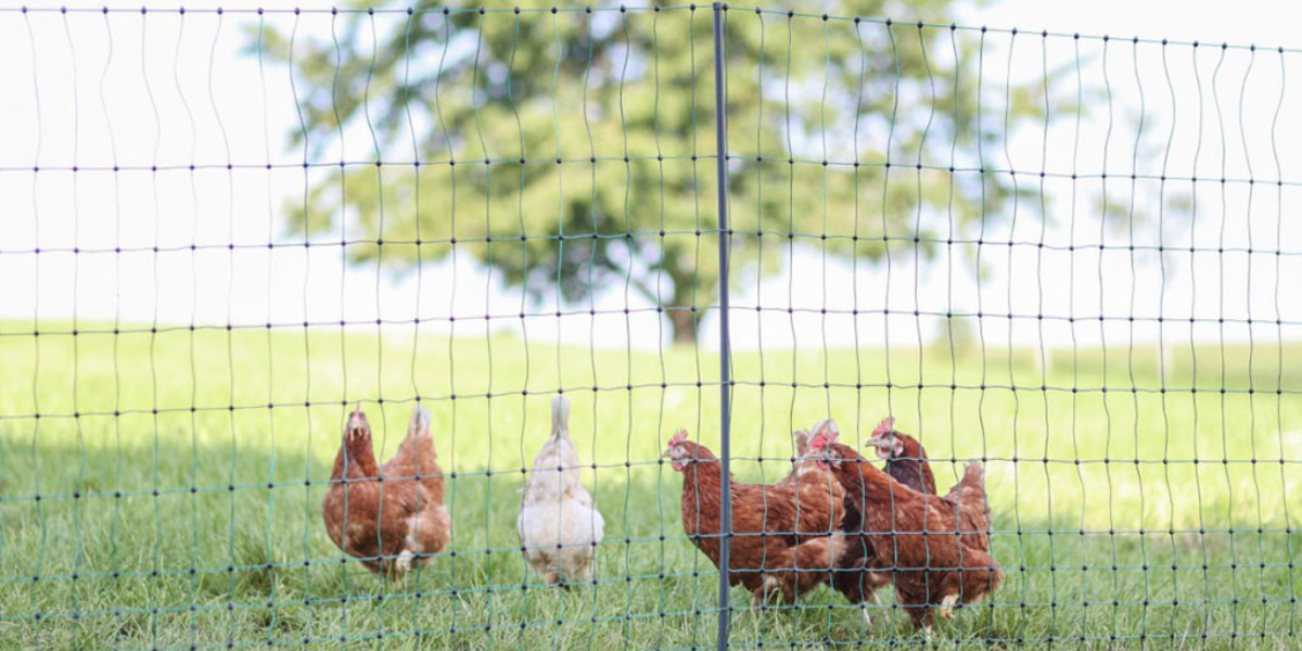 nevodiva-sit-pro-drubez-kerbl-292419-premium-106cm-x-25m-2-hroty-13