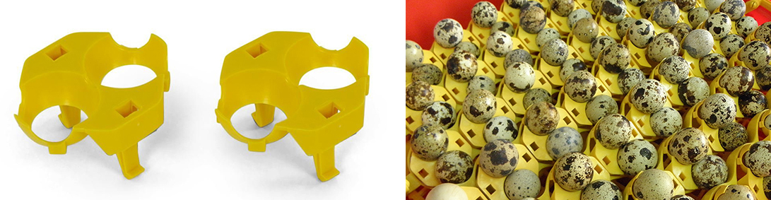 usazeni_vajec_do_lisek_na_krepelci_vejce_puisor_10alp