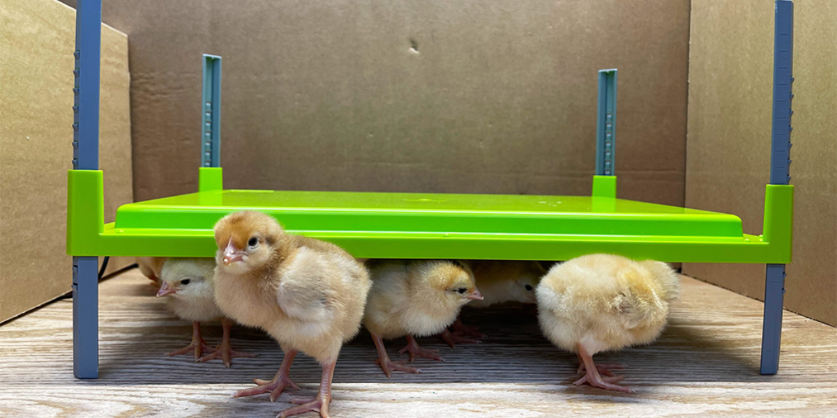 vyhrevna-topna-deska-pro-drubez-caleo-1400-30-5x43cm_1