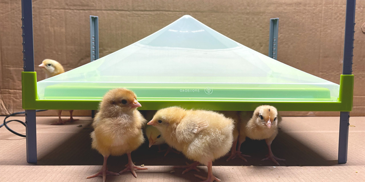 vyhrevna-topna-deska-pro-drubez-caleo-1400-30-5x43cm_2